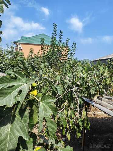 Satılır  torpaq 2 sot, Xocəsən m., photo 5 from 12