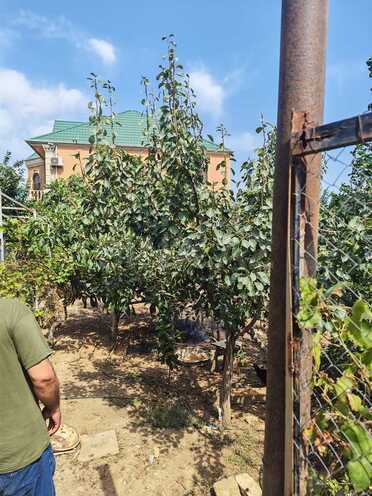 Satılır  torpaq 2 sot, Xocəsən m., photo 6 from 12