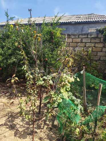 Satılır  torpaq 2 sot, Xocəsən m., photo 9 from 12