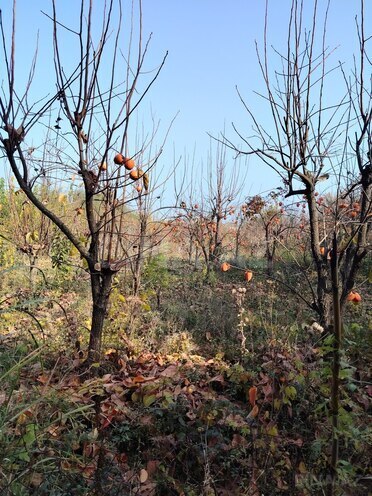 Продаётся  участок 30 сот, photo 3 from 4