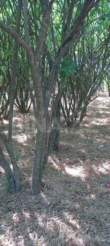 Satılır  torpaq 50 sot, Maştağa q., photo 10 from 12