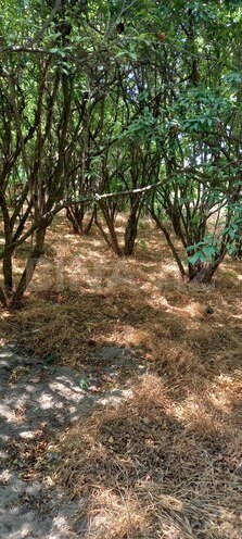 Satılır  torpaq 50 sot, Maştağa q., photo 8 from 12