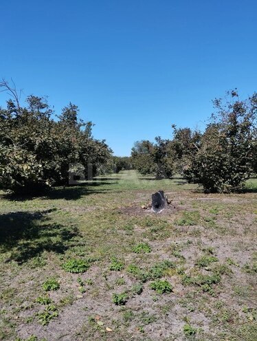 Satılır  torpaq 70 sot, photo 6 from 7