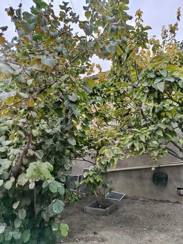 Продаётся 3-комн. дом/дача 120 м², пос. Мушфигабад, photo 7 from 32