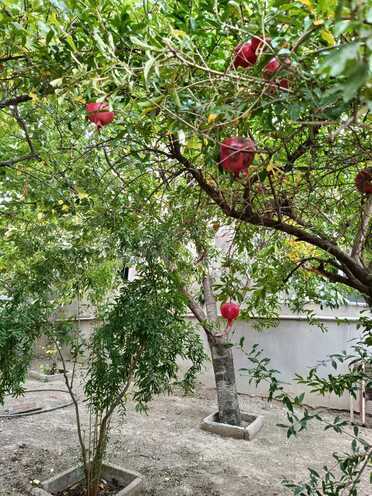 Продаётся 3-комн. дом/дача 120 м², пос. Мушфигабад, photo 5 from 32