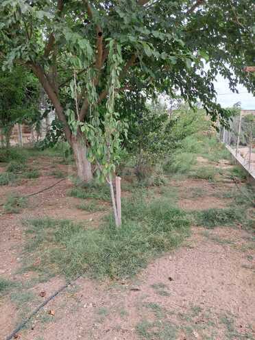 Satılır 4 otaqlı həyət evi/bağ evi 100 m², Zirə q., photo 3 from 13