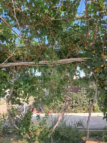 Satılır 4 otaqlı həyət evi/bağ evi 100 m², Zirə q., photo 10 from 13