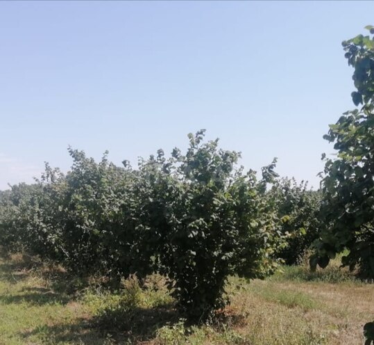 Продаётся  участок 100 сот, photo 4 from 6