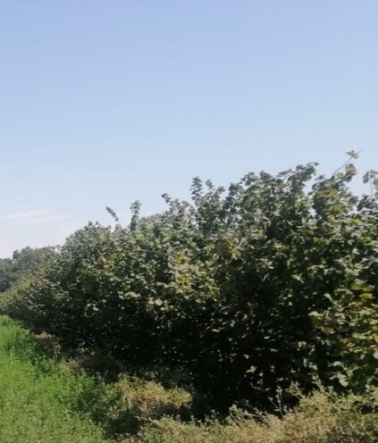 Продаётся  участок 100 сот, photo 5 from 6