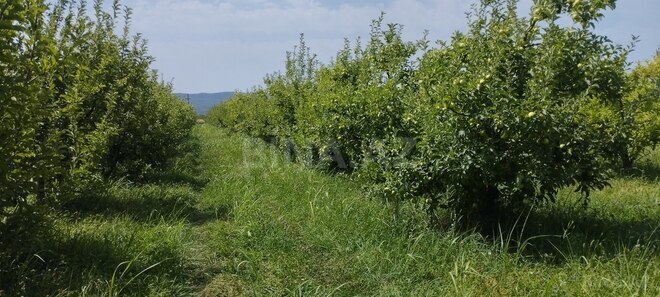 Satılır  torpaq 115 sot, photo 8 from 10