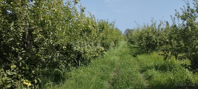 Satılır  torpaq 115 sot, photo 9 from 10