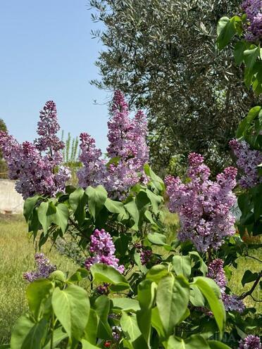 Продаётся  участок 10 сот, пос. Бильгях, photo 5 from 8