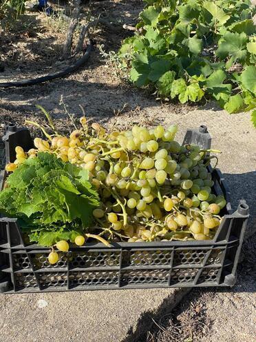 Продаётся  участок 10 сот, пос. Бильгях, photo 6 from 8