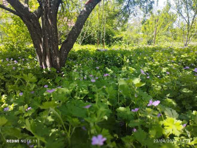 İcarəyə verilir 3 otaqlı həyət evi/bağ evi 100 m², photo 3 from 24