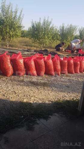 Satılır  torpaq 800 sot, photo 17 from 18