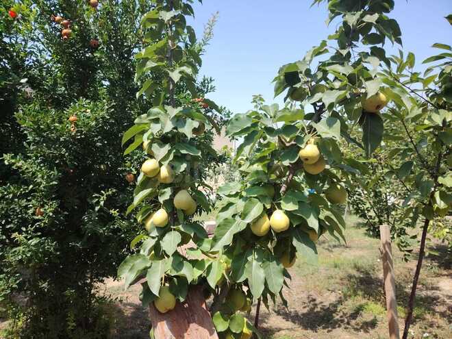 Satılır 3 otaqlı həyət evi/bağ evi 100 m², Zabrat q., photo 21 from 26