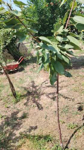 Satılır 3 otaqlı həyət evi/bağ evi 100 m², Zabrat q., photo 12 from 26