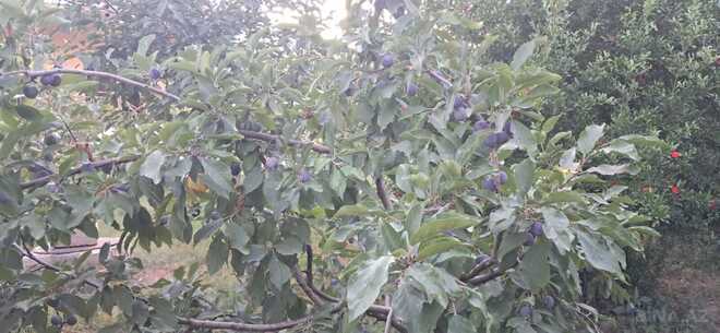 Satılır 3 otaqlı həyət evi/bağ evi 100 m², Zabrat q., photo 11 from 26