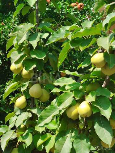 Satılır 3 otaqlı həyət evi/bağ evi 100 m², Zabrat q., photo 23 from 26