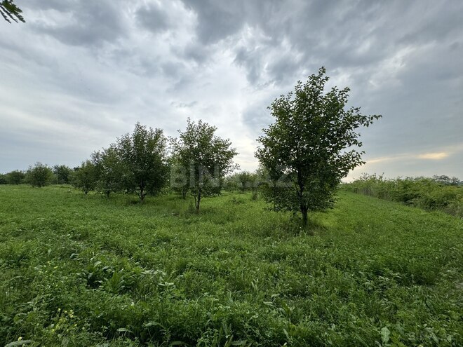 Satılır  torpaq 210 sot, photo 4 from 10