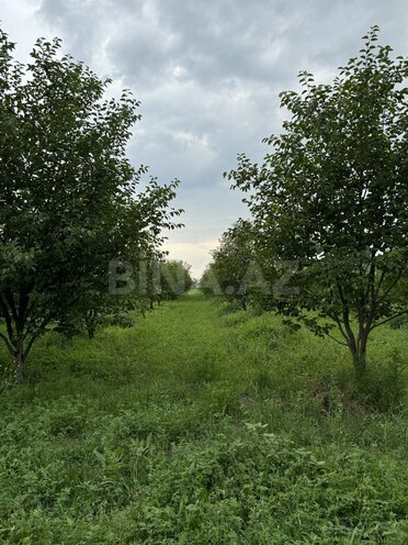 Satılır  torpaq 210 sot, photo 6 from 10