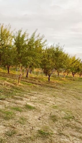 Satılır  torpaq 250 sot, photo 3 from 24