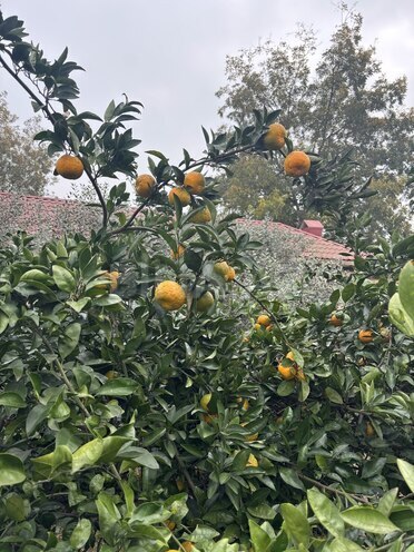 Продаётся 6-комн. дом/дача 350 м², photo 20 from 22