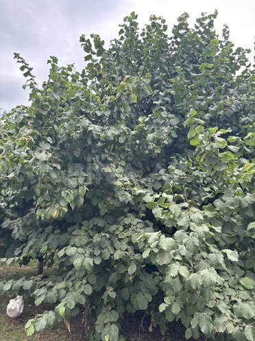 Продаётся 6-комн. дом/дача 350 м², photo 13 from 22