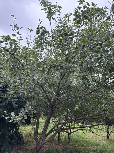 Продаётся 6-комн. дом/дача 350 м², photo 8 from 22