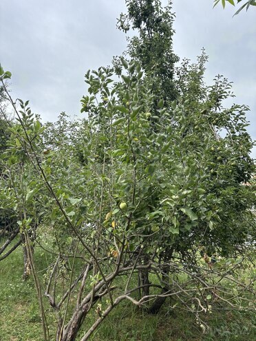 Продаётся 6-комн. дом/дача 350 м², photo 18 from 22