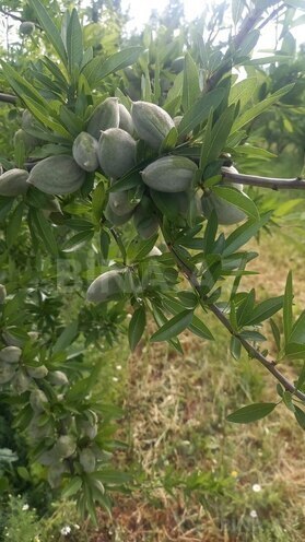 Satılır  torpaq 1 200 sot, photo 4 from 6