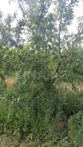 Satılır  torpaq 1 200 sot, photo 5 from 6