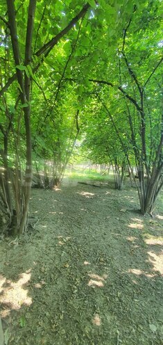 Satılır  torpaq 9 sot, photo 7 from 9