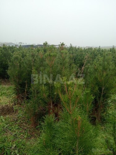 Satılır  torpaq 50 sot, photo 9 from 12