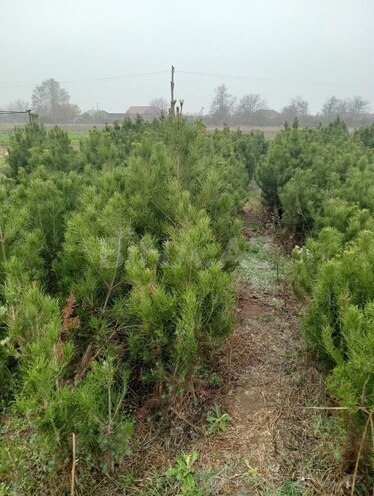 Satılır  torpaq 50 sot, photo 10 from 12