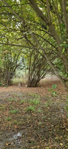 Satılır 3 otaqlı həyət evi/bağ evi 60 m², photo 22 from 24