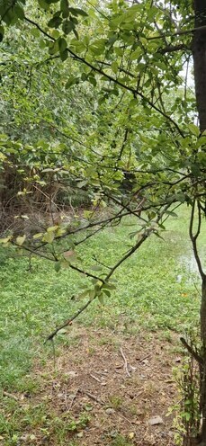 Satılır 3 otaqlı həyət evi/bağ evi 60 m², photo 21 from 24