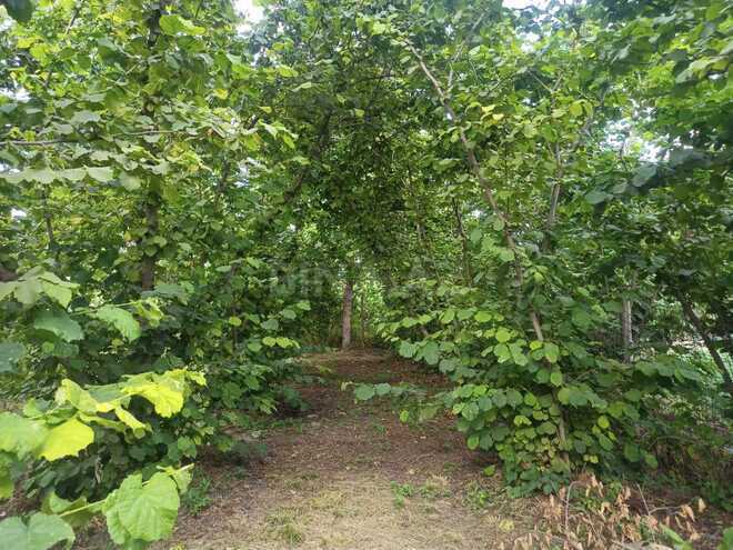 Satılır 4 otaqlı həyət evi/bağ evi 360 m², photo 3 from 19