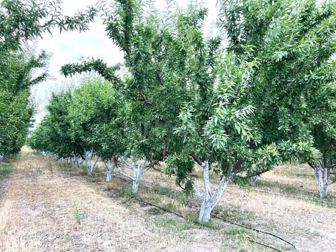 Satılır  torpaq 800 sot, photo 6 from 21