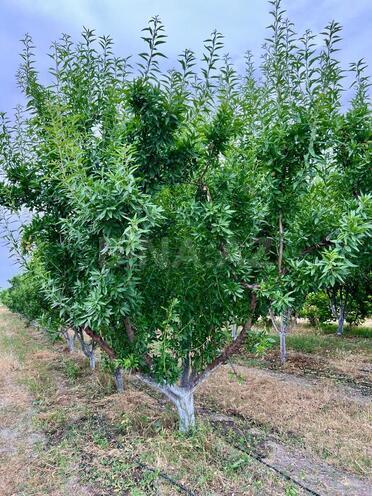 Satılır  torpaq 800 sot, photo 7 from 21