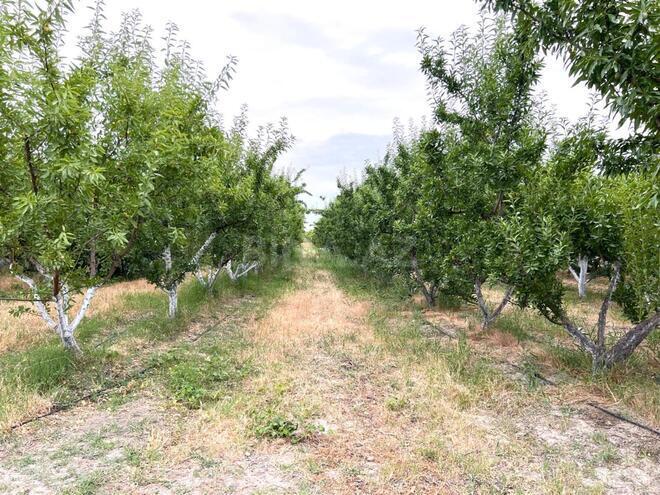 Satılır  torpaq 800 sot, photo 5 from 21