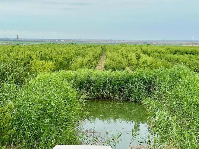 Satılır  torpaq 800 sot, photo 4 from 21