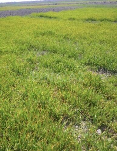 Satılır  torpaq 280 sot, photo 3 from 4