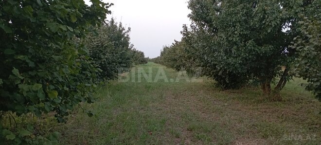 Satılır  torpaq 120 sot, photo 6 from 13