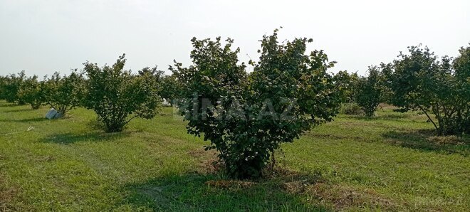 Satılır  torpaq 120 sot, photo 4 from 13