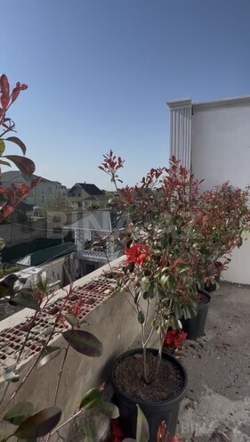 Satılır 5 otaqlı həyət evi/bağ evi 220 m², Hövsan q., photo 13 from 17