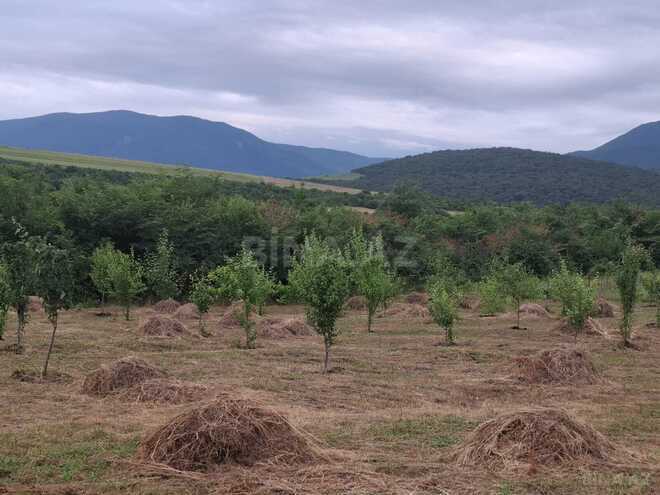 Satılır  torpaq 12 sot, photo 7 from 11