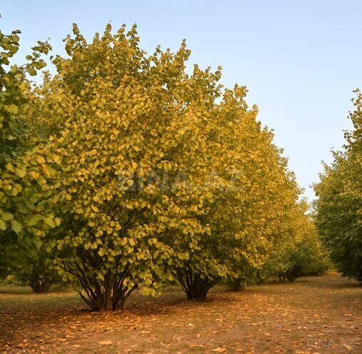 Satılır  torpaq 55 sot, photo 3 from 8