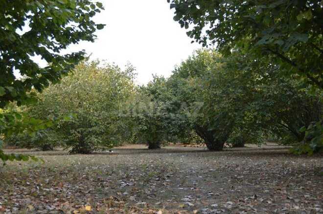 Satılır  torpaq 55 sot, photo 5 from 8