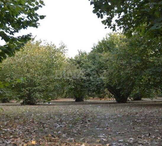 Satılır  torpaq 55 sot, photo 4 from 8